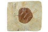 Fossil Leaf (Zizyphoides) - Montana #268304-1